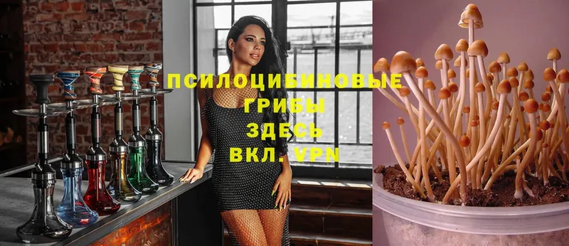 Галлюциногенные грибы мицелий  Клинцы 